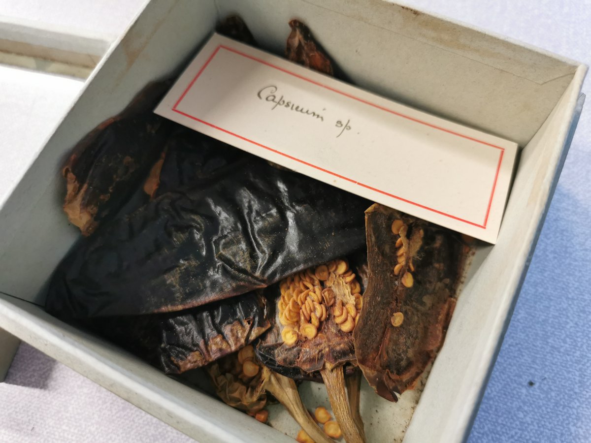 Indigenising Manchester Museum tweet media