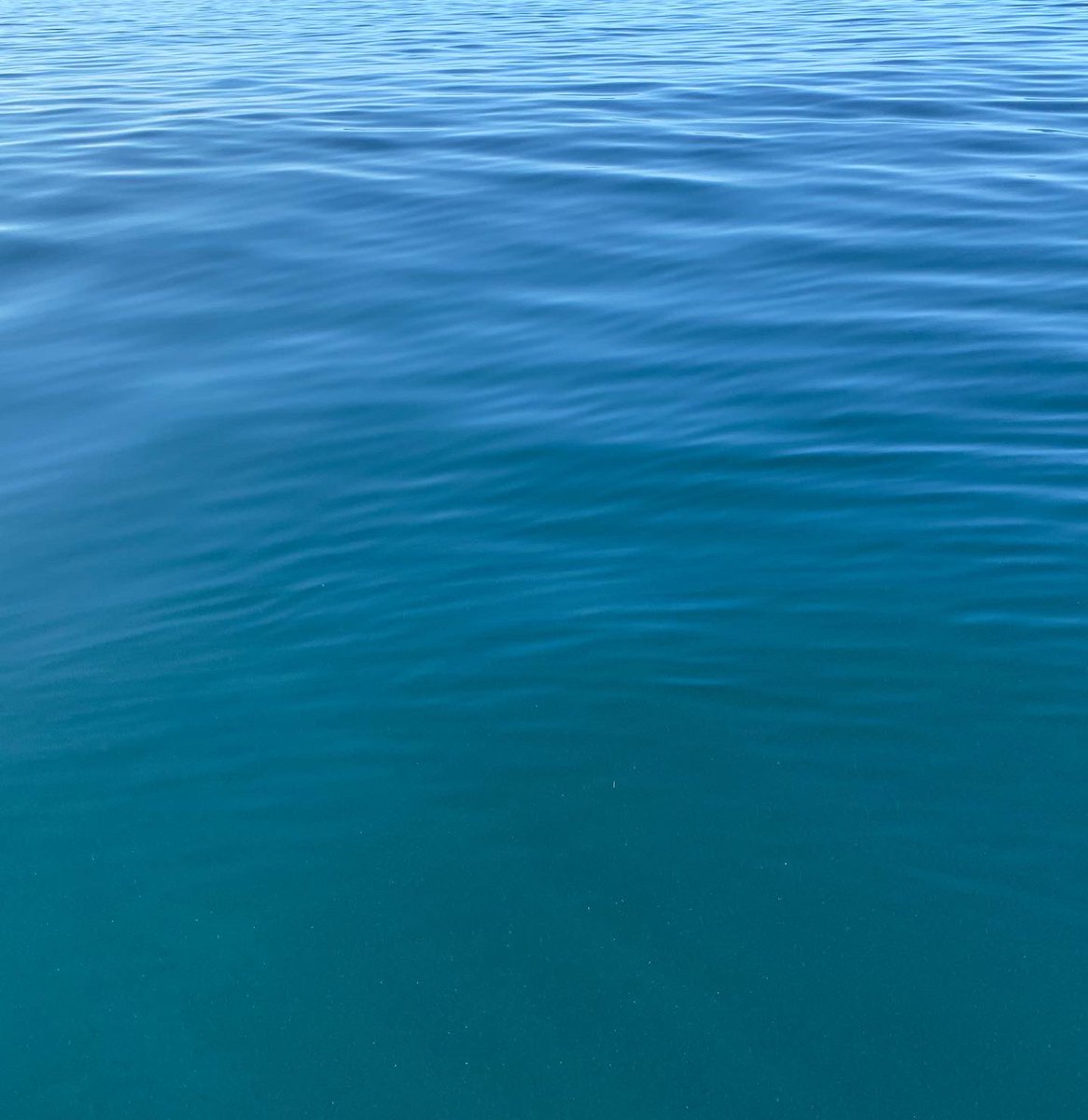 Scientists estimate that 50-80% of the oxygen production on Earth comes from the ocean. The majority of this production is from oceanic plankton — drifting plants, algae, and some bacteria that can photosynthesize.

🌊🐋🌏💙 thread 👇🏽