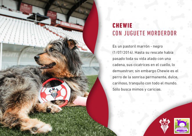 🐶 🐱 | Hoy es #SanAnton patrón de los animales, y en <a href="/DejandoHuellaAB/">Dejando Huella AB (España)</a> y el <a href="/ArcaDeNoeAB/">Arca de Noe Albacete</a> tienen un montón de amigos perrunos y gatunos esperando a una segunda oportunidad que merecen. 

Si estás buscando compañero, no hay nada mejor que adoptar 🤗