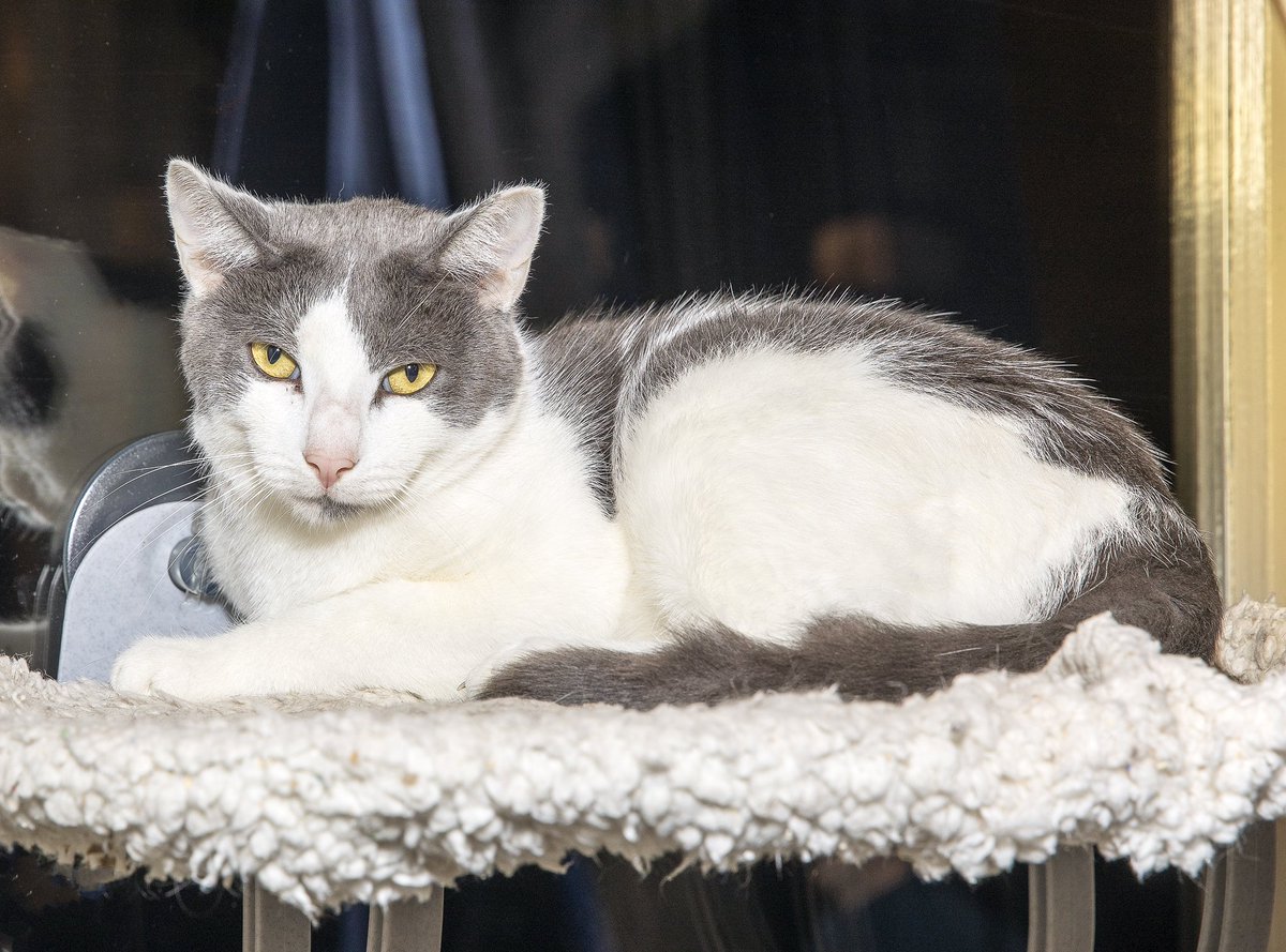 BBAWC's tweet image. Beauty is a stunning 2 YO gray and white goof. His first instinct is to scramble away from humans, but he will happily melt, purring, into your arms immediately after. His interests include shredding paper, napping in windows, and Doja Cat’s song “Need to Know” (we’re serious).