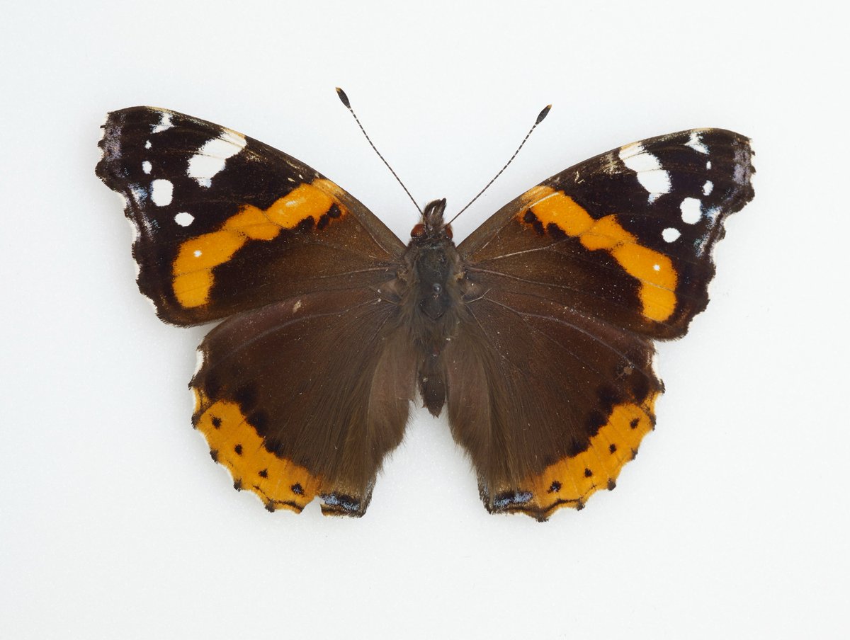 Indigenising Manchester Museum tweet media