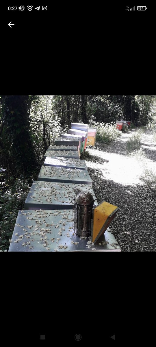 MikeInfinity7's tweet image. Apiario in Montagna 

ApicolturaSenese.it