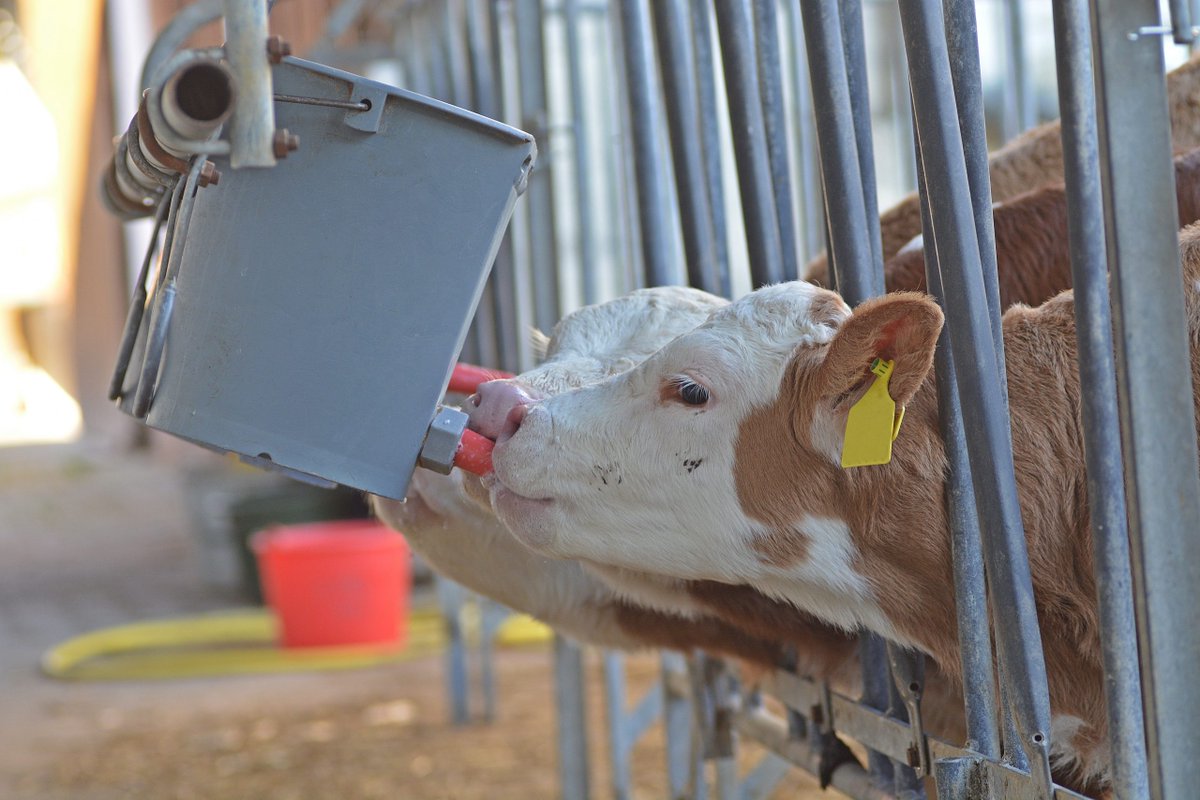 With the beginning of the Spring Calving season nearly here, read our article to find out more on how to maximise your calves' health and nutrition, and how to make the work easier with our range of equipment and sundries.

ccfagri.co.uk/springcalving2…