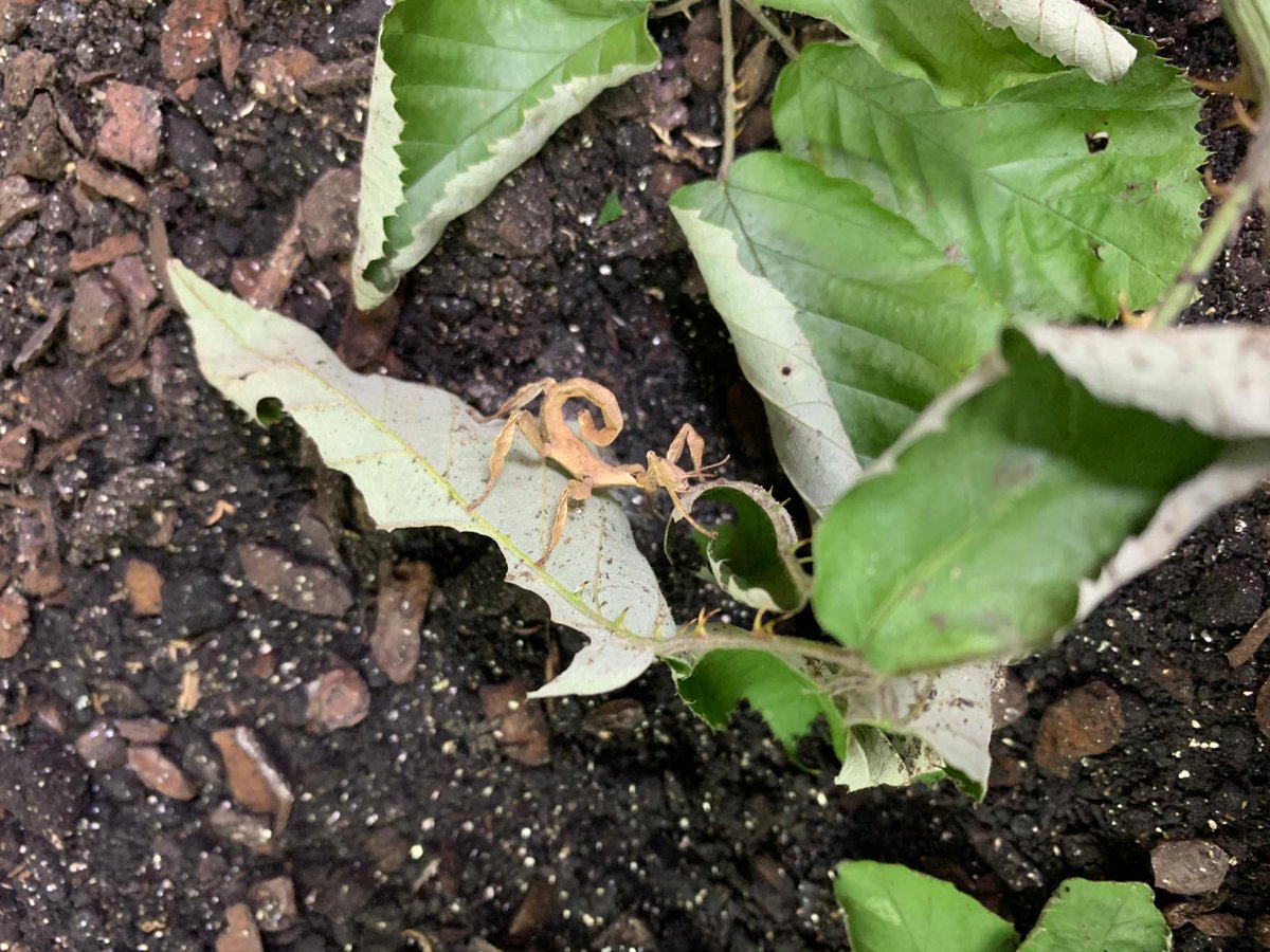 HugglePetsCIC's tweet photo. MEET TWIGGY
Twiggy is our #Therapy Stick Insect
Twiggy loves meeting new people & likes to rest on your hand & swing side to side in the breeze. She loves climbing up the sticks in her enclosure & looking at people who come & visit her.
#stickinsect #hugyourcommunity https://t.co/L04oAtJloz
