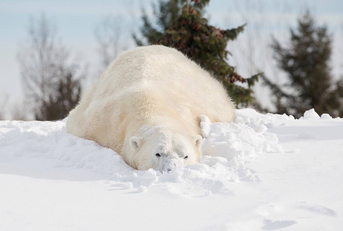 TheTorontoZoo's tweet photo. Today's mood: ❄️ https://t.co/covwsHtjgi