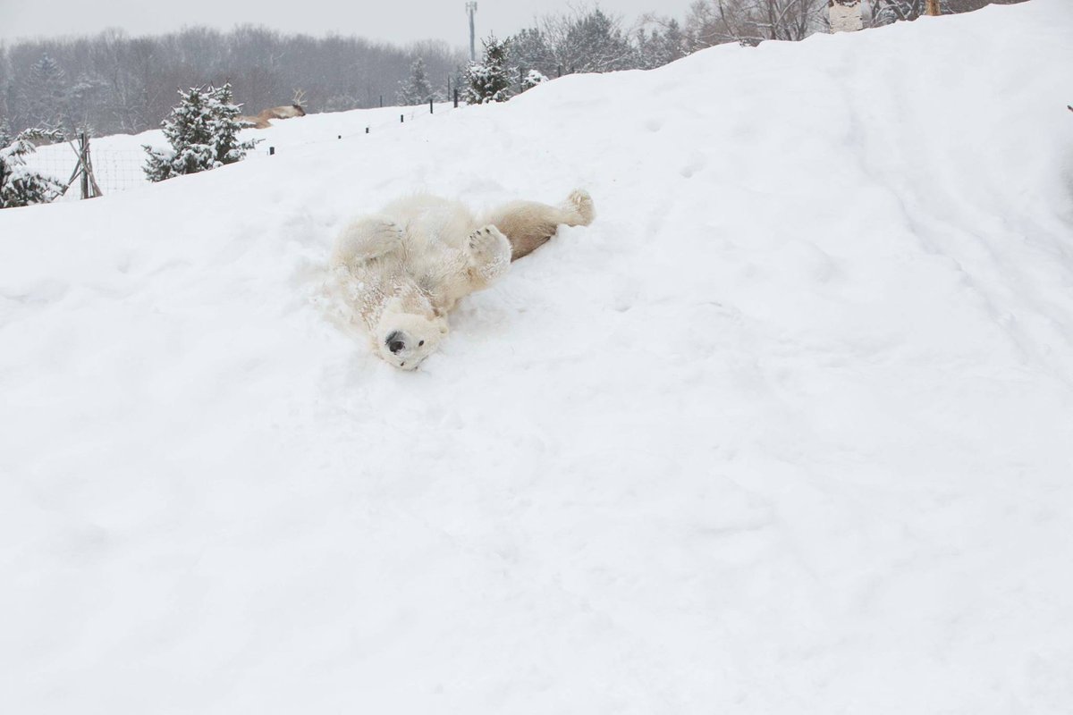 TheTorontoZoo's tweet photo. Today's mood: ❄️ https://t.co/covwsHtjgi
