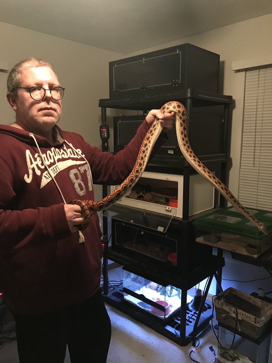 freepieanchips's tweet photo. My other passion! This is Carl, my Epicrates cenchria cenchria. I collect mostly Boids and Pythonid species, with around half a dozen Colubrids as well. #herpetology #boidae #colubridae #pythonidae https://t.co/AzP2Q4f2D8