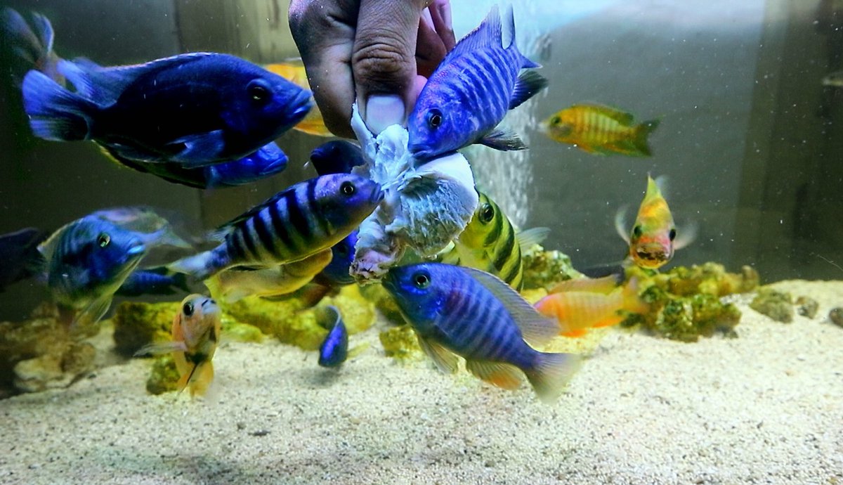 AquaticFarm's tweet photo. Watch full video on YT channel "aquatic farm"
This link video 
https://t.co/oR6RNzy24S https://t.co/Hjwevc8sIV