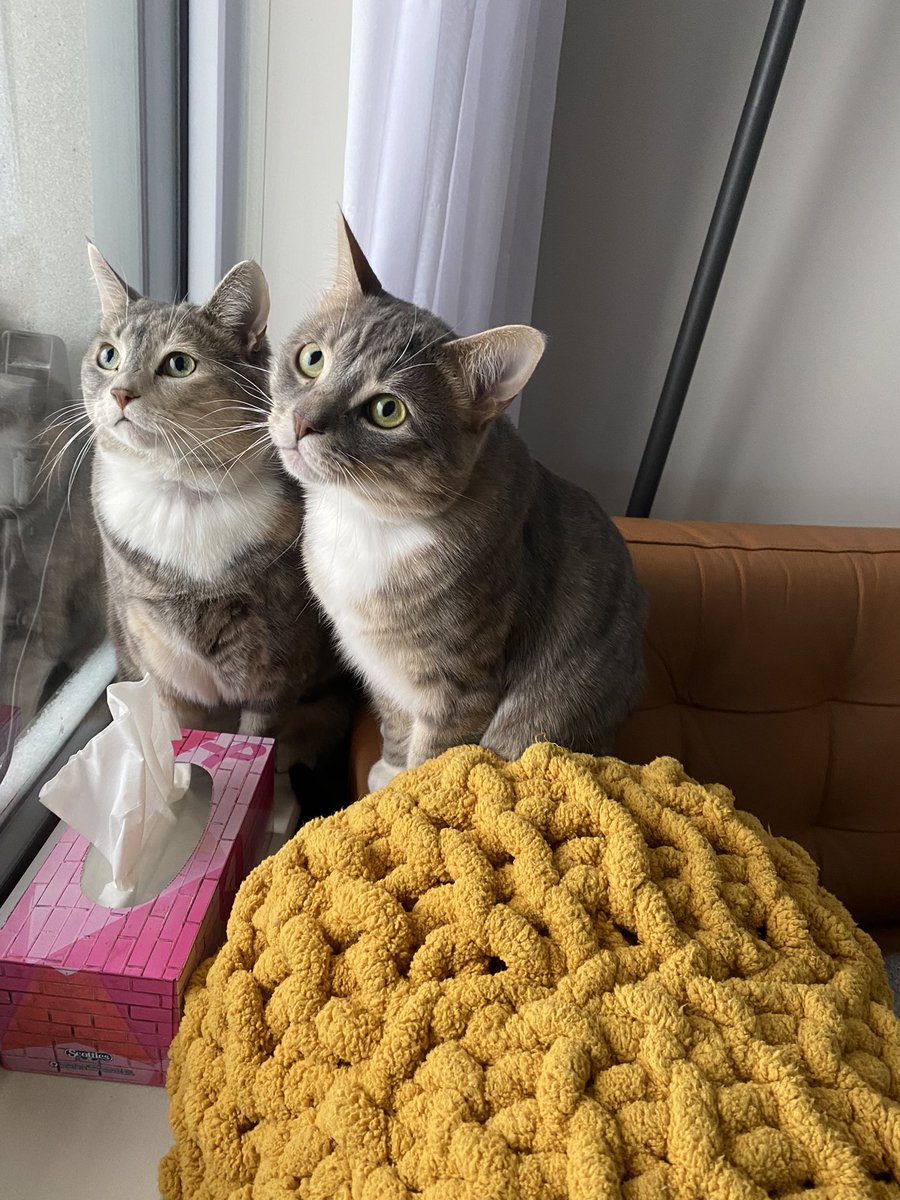 KAlexand89's tweet photo. Happy Snow Day #PeelFam! These two are loving watching the snowflakes fall on our balcony today #ONStorm ❄️❄️❄️ https://t.co/6PiOuKLBjm