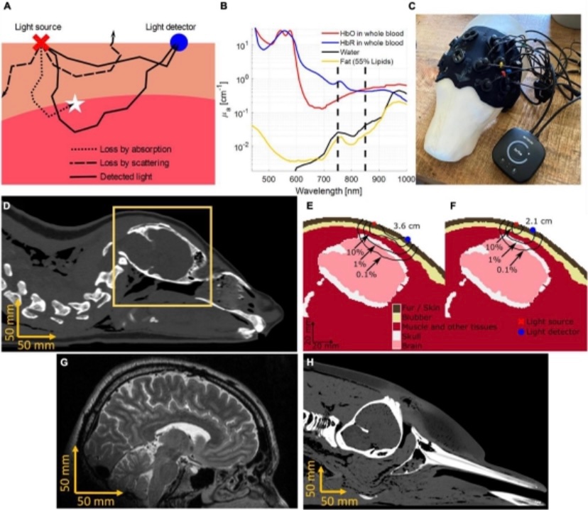 JChrisMcKnight2's tweet photo. New paper 🚨 
Perspective on the use of #NIRS in marine mammal research - outlining theory, function, application, limitations, and showing the first NIRS data from a cetacean 🐬! 

@Alex_Ruesch @_SMRU_ @Oceanografic_vl @ShinnCunningham @cmuneurosci 

https://t.co/1w3ewILm4U https://t.co/WB938p8yJt