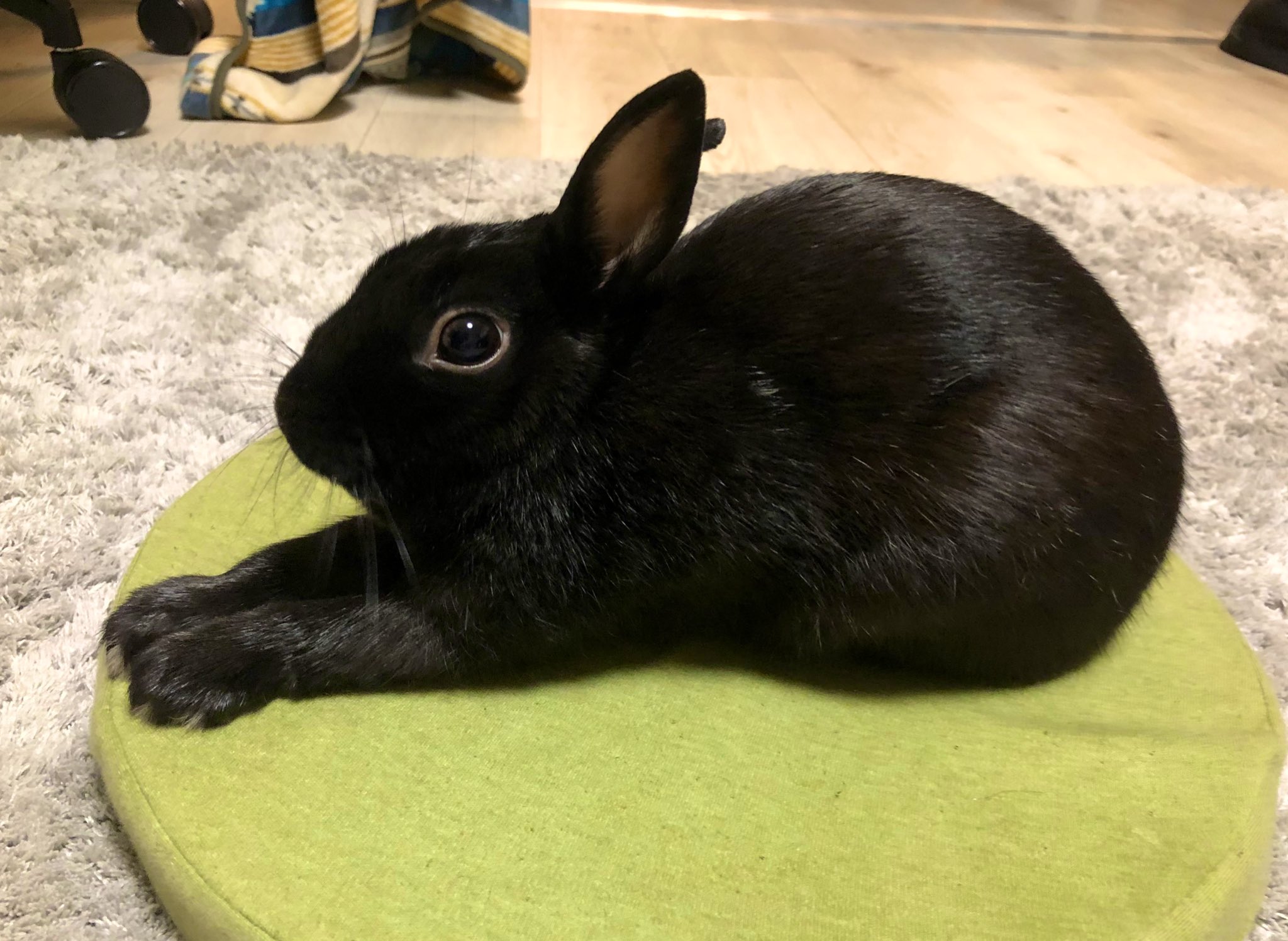 黒うさぎのくぅちゃん on X: 