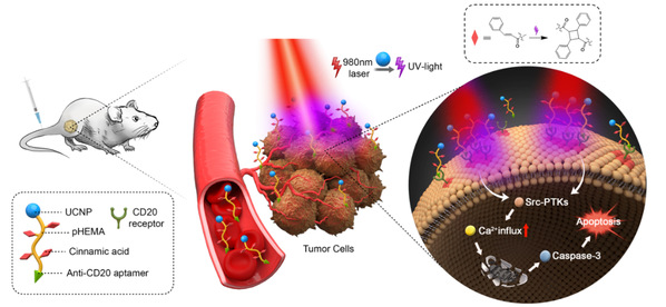 ZJU_China's tweet image. ZJU scientists synthesized light-controlled &quot;drug-free&quot; macromolecules for precise tumor therapy.
zju.edu.cn/english/2022/0…

#ZJUResearch #tumortherapy #macromolecule