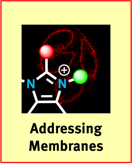 Join us! ⚗️OC meets Bio🧬
Attractive PhD student position👩‍🔬(CRC 1348). Topic: Developing tailored chemical tools to study biological processes in membranes - highly interdisciplinary.

Interested in joining a collaborative, fun research environment? 🙏RT

daad.de/go/en/phd6577