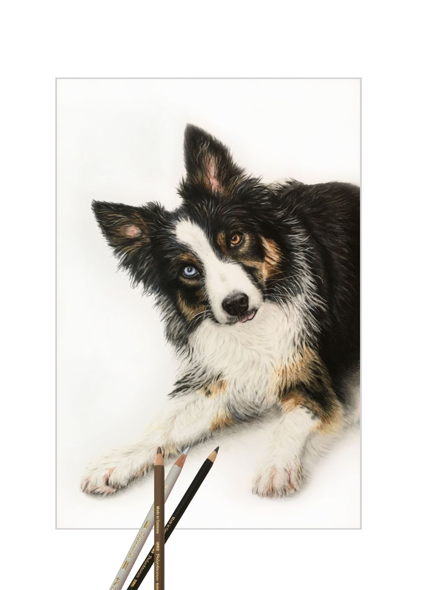 Finally finished Stan the tri-colour Border collie.
I took a photo for him in 2017 not giving any thoughts about drawing him. Just goes to show what life has in store for you.
Drafting film is fast becoming my favourite paper to draw on. Faber Castell Polychromos Pencils.