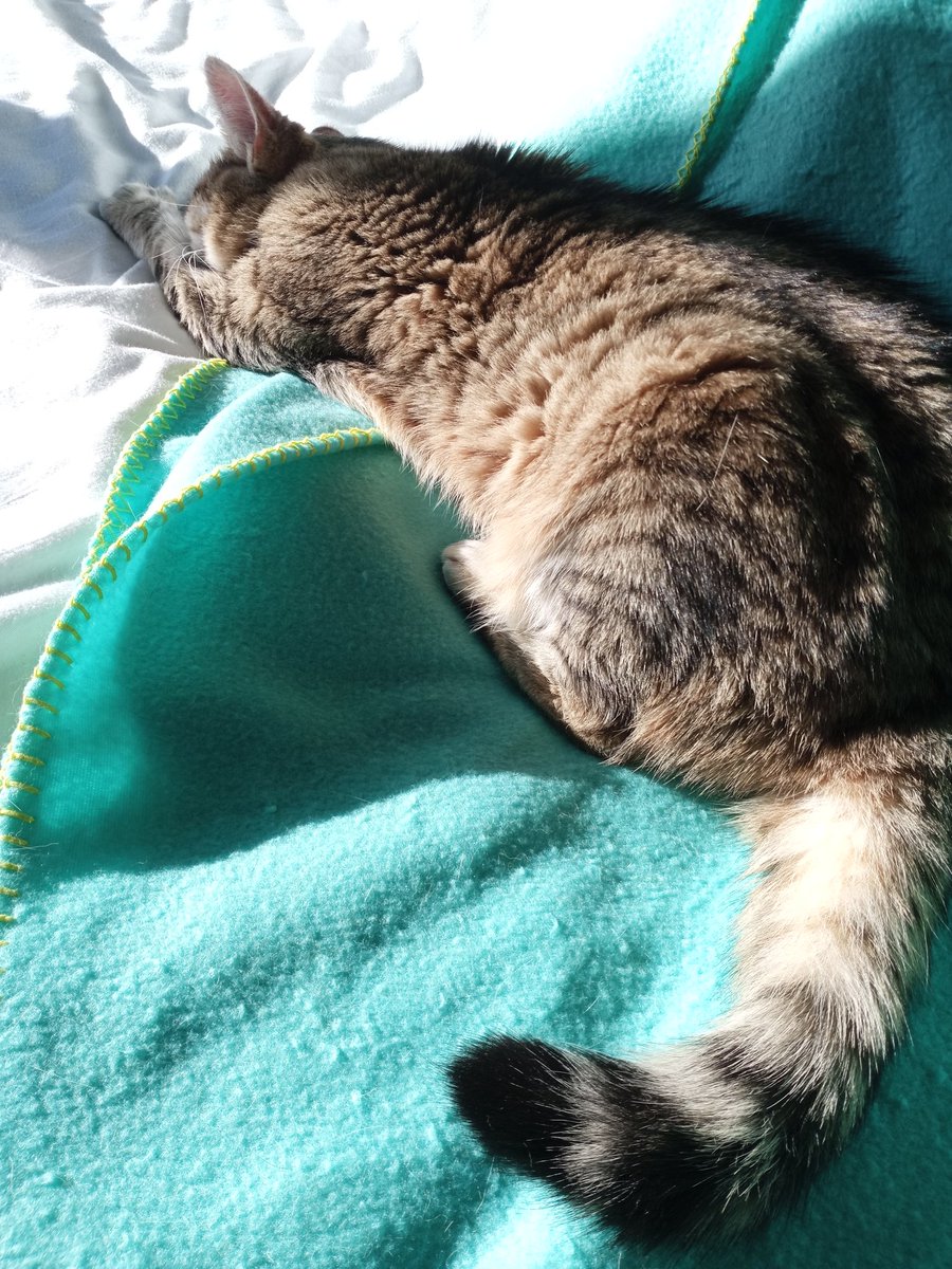 SineadPrenders's tweet photo. Mondays.....😎
#sunshinekitty #CatsOfTwitter #MondayMood https://t.co/qn7Rf2JCRY