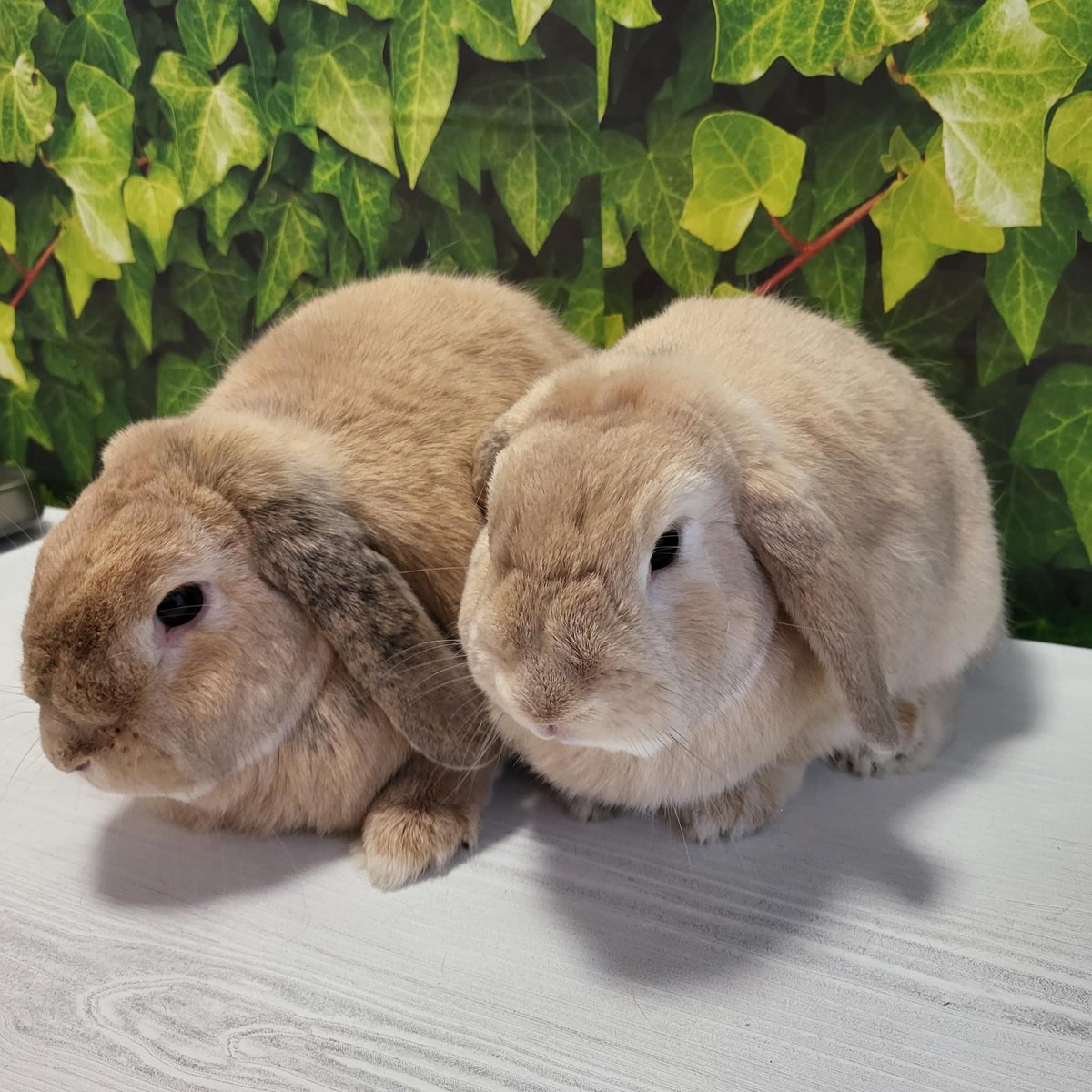 BelovedRabbits's tweet photo. Meet our two latest arrivals - Walter and Henry!! 🐰🐰

https://t.co/FUzRDJkZ4n

https://t.co/ltqpP1dUIc

#rescuerabbit #AdoptDontShop #rabbitrescue #rabbits https://t.co/i5I7j9Qm4X