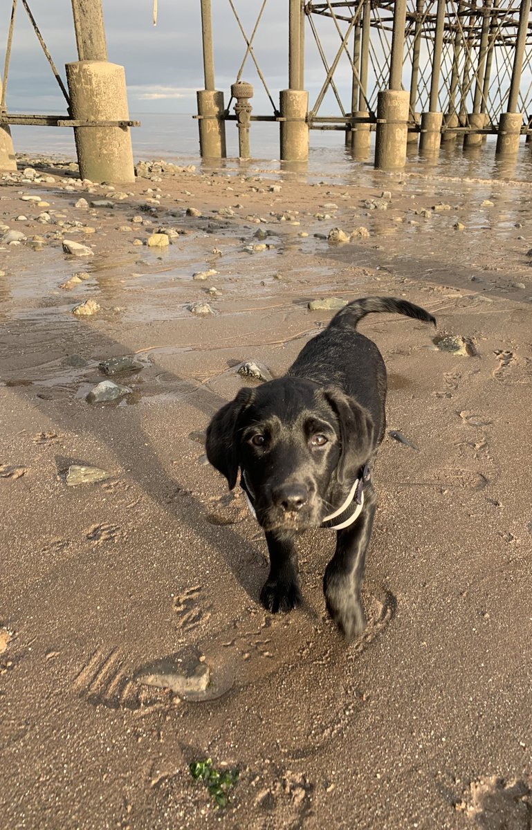 No blue Monday over here 🐶