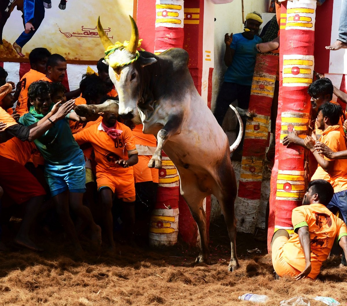 THChennai's tweet photo. #Alanganallur #Jallikattu Photo: G. Moorthy / The Hindu. https://t.co/uNkgxGPlOn