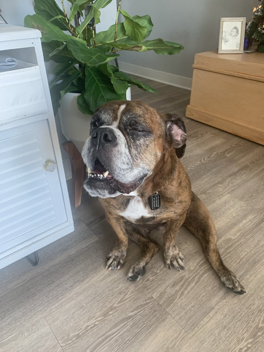 It’s thanks to saveaboxer.org that these beauties had their medical bills covered and extra love in their last months before the 🌈. 

If you’re looking for a rescue to donate to for the #BettyWhiteChallenge consider this organization. They have hearts of gold!