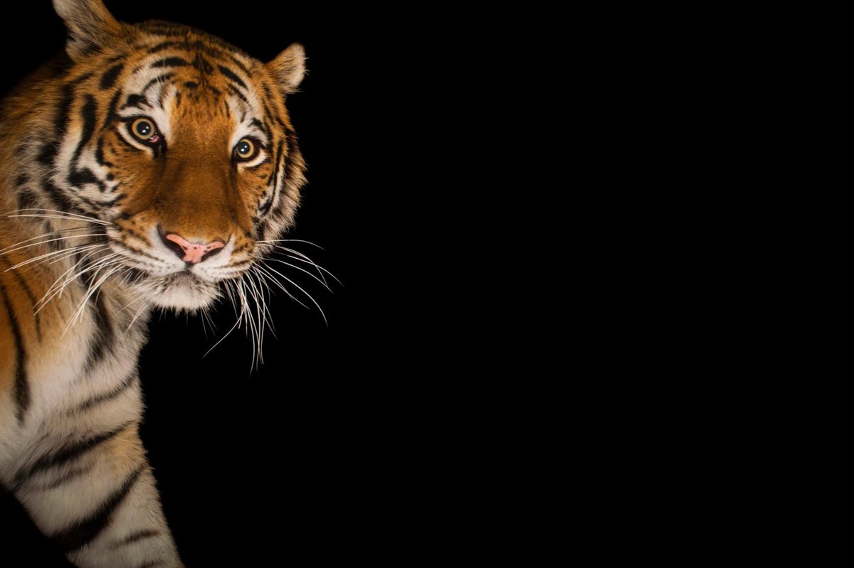 AbominableBunch's tweet image. Surveying the landscape of NFT projects and more importantly— the people who run them. One team stood out to us over the past few days: @TippinTigers 🐅
While reminding our community to DYOR 🕵️‍♀️we would urge you all to at the very least check them out and throw them a follow! 💕