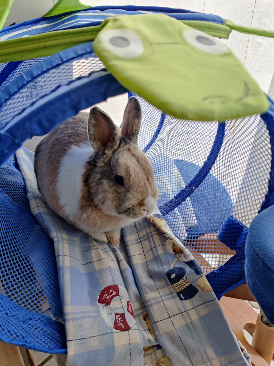 vachegti's tweet photo. Le tunnel tortue c'est son préféré. #yapin #lapin https://t.co/0VrojP32D8