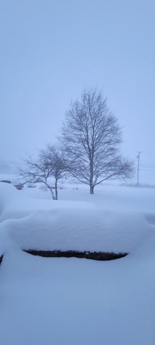 Anyone saw my cat , it's white, and didn't  come home last night https://t.co/0TzlOyTeS0