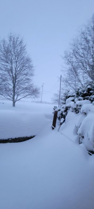 Anyone saw my cat , it's white, and didn't  come home last night https://t.co/0TzlOyTeS0