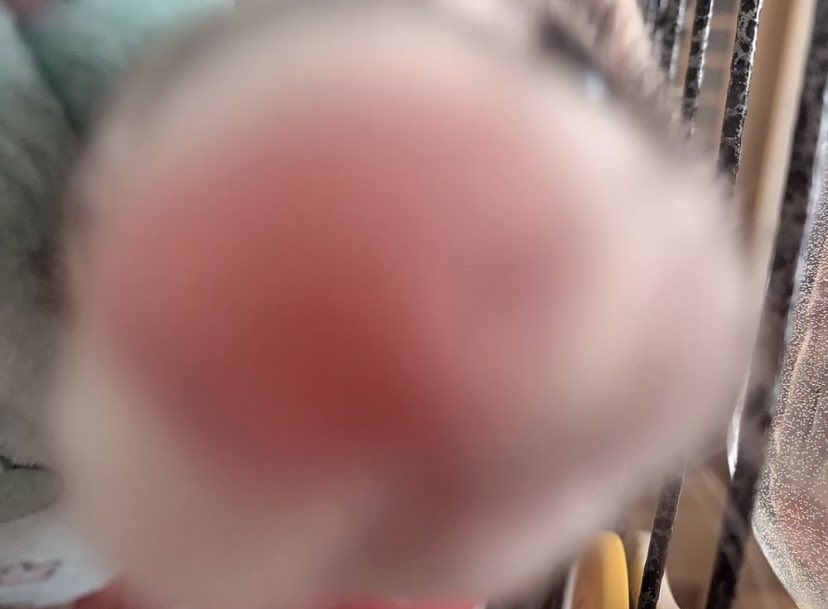 nano_ferret2's tweet photo. 鼻でかいな🐽 https://t.co/BmRpjTQmAm