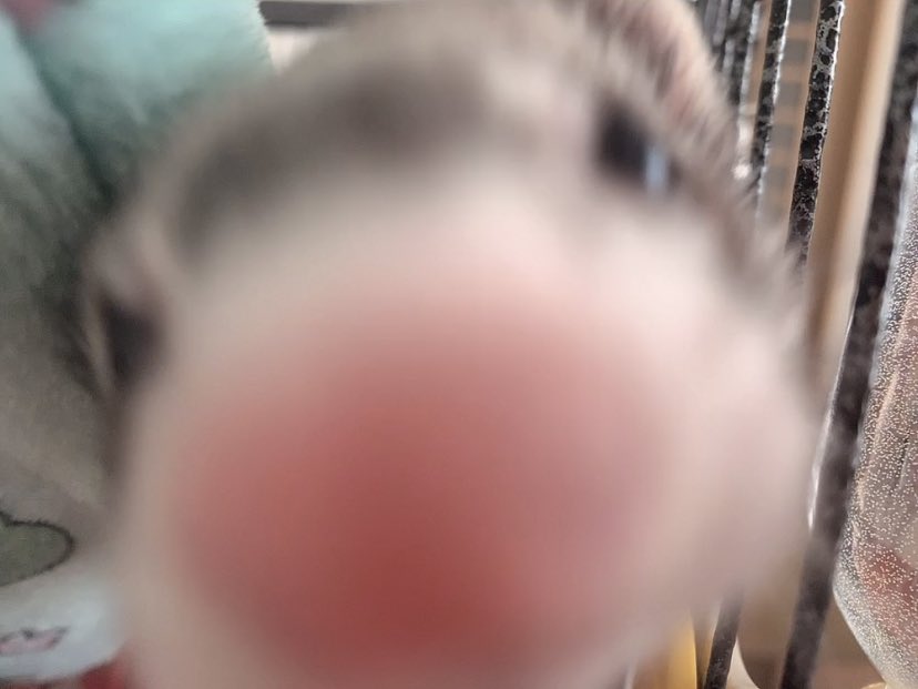 nano_ferret2's tweet photo. 鼻でかいな🐽 https://t.co/BmRpjTQmAm