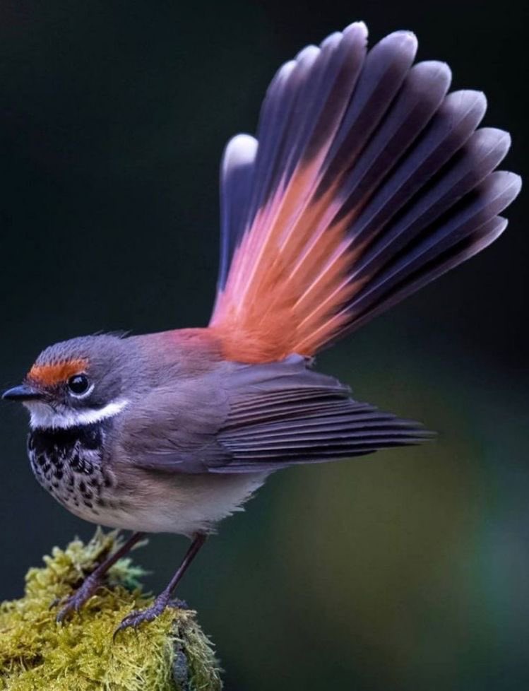 #wildlifephotography #nature #bird https://t.co/WY8OosqNuw