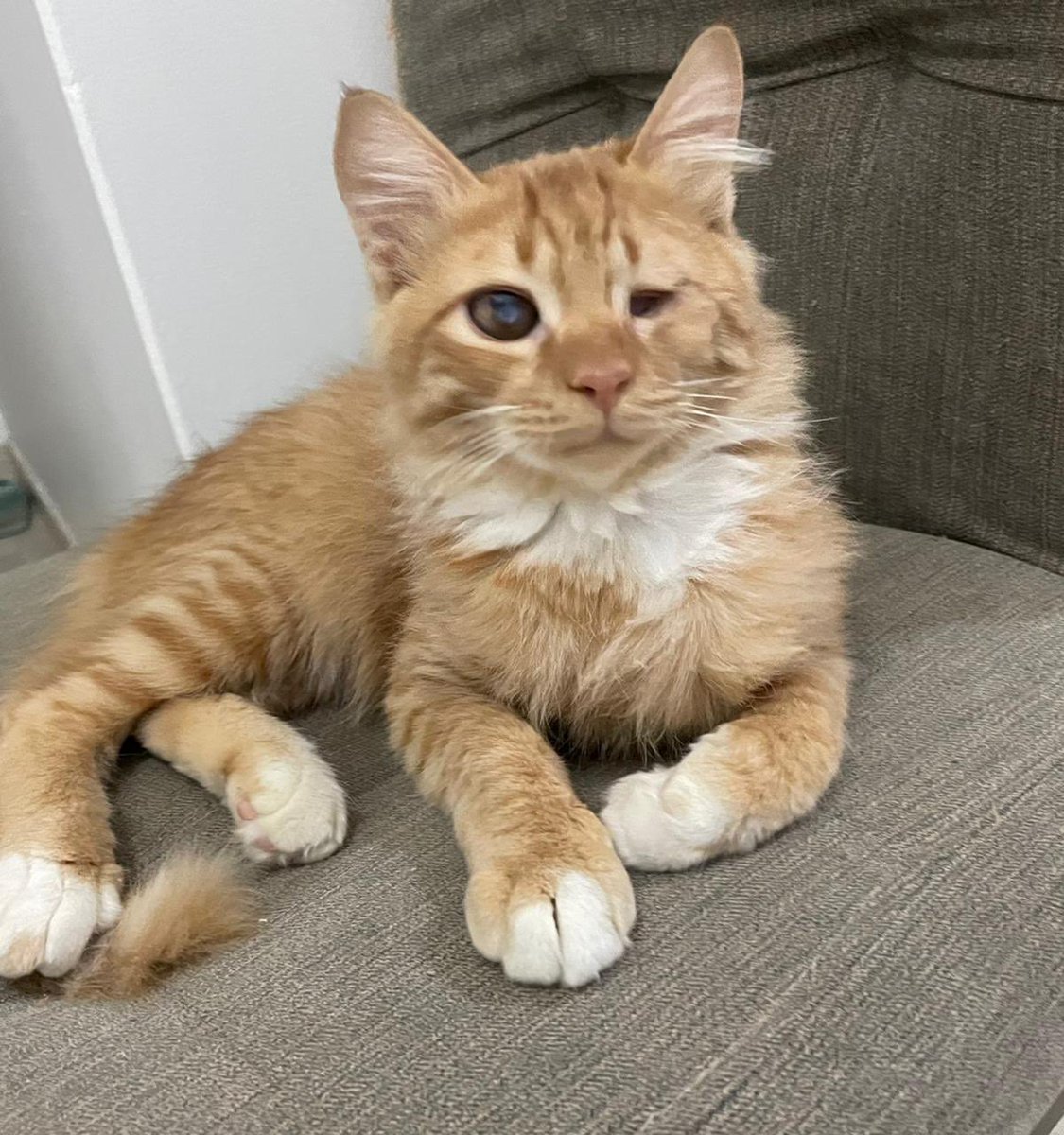 🛑للتبني العاجل🛑<a href="/TbnaaCats/">تبنى</a> <a href="/WoeisAmal/">❄</a> <a href="/RiyadhCats/">RiyadhCats</a> <a href="/g6oah/">غزل</a> <a href="/cats2017_/">🇸🇦 Abdullah</a> <a href="/maha_mfj/">MaHa 🐈</a> <a href="/komo998/">kyojin حمد بن ناصر</a> <a href="/f_forx/">𝘍𝘢𝘳𝘩𝘢𝘯 🐱</a> <a href="/AbdullahFarahat/">عبدالله</a> <a href="/MyPak221/">Pakistani professor</a> <a href="/smaljohani/">سعيد ابو نوره</a> <a href="/RafahVoluntary/">Rafah Group | رأفة التطوعية</a> <a href="/cats100_/">محبو القطط</a> <a href="/soundsoull369/">بيت الرحمة</a>