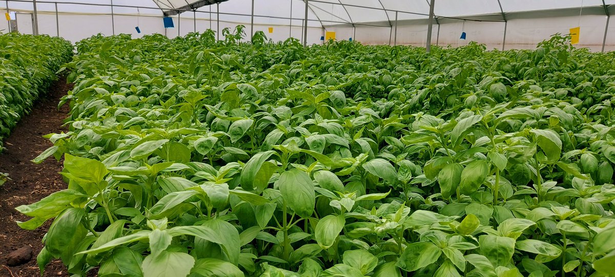Irri-Hub KE tweet media
