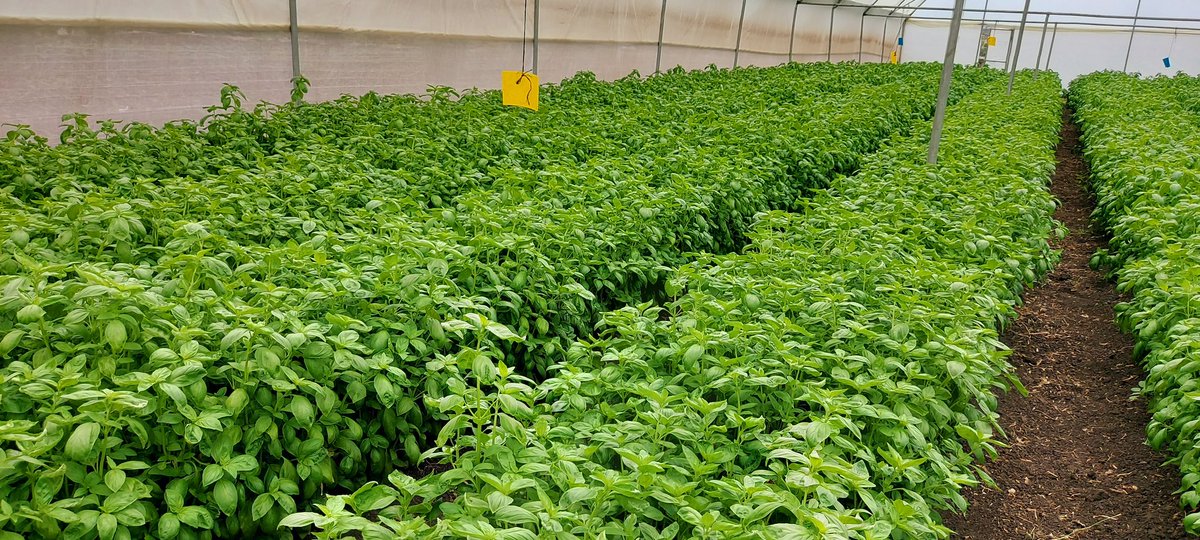 Irri-Hub KE tweet media
