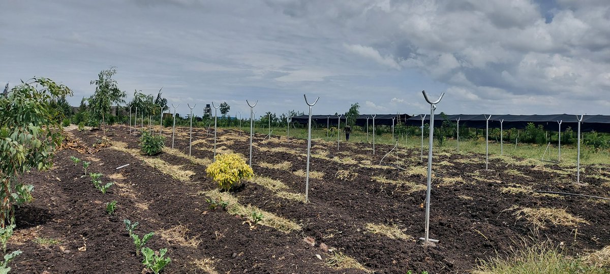 Irri-Hub KE tweet media