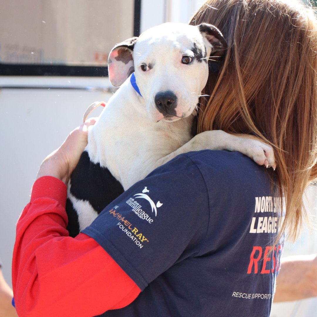 The next ONE HUNDRED animals we rescue will be in her honor of Betty White’s birthday and her legacy as an animal advocate. Make a donation TODAY to help save animal lives and to participate in the #BettyWhiteChallenge: animalleague.org/donatetoday #GetYourRescueOn #Donate