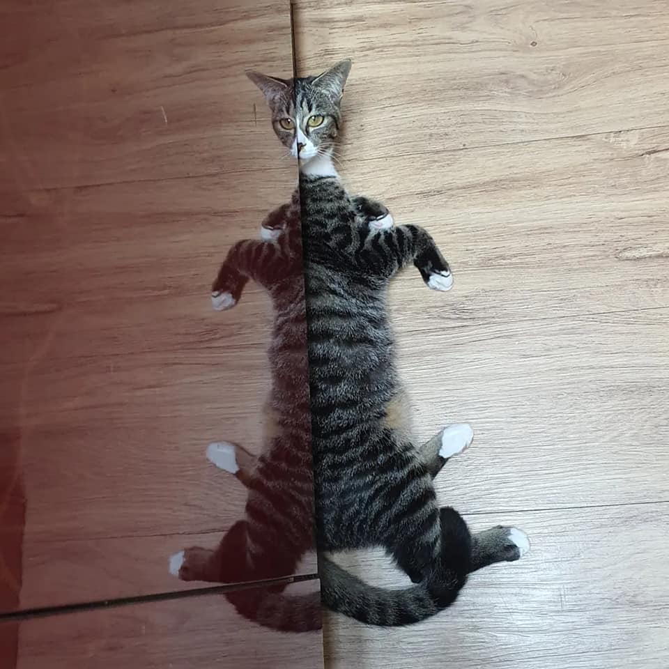 대체 밑에 들어가서 뭐하는거야