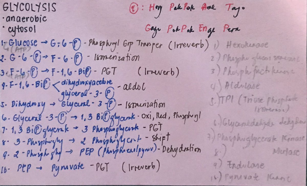 pharmangarap's tweet photo. ✨ Biochem Glycolysis ✨
Skl tong mnemonics na ginamit ko for Enzyme ng Glycolysis. Sorry sa sulat ko ang gulo lang 😂 

(E): 𝐇oy 𝐏ok 𝐏ok 𝐀ral 𝐓ayo 
       𝐆aga 𝐏ok 𝐏ok 𝐄nge 𝐏era https://t.co/yCHGNLRKJr