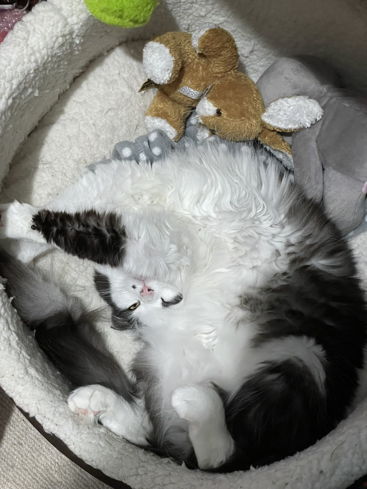 Codex And Archie Codexcompliant Twitter