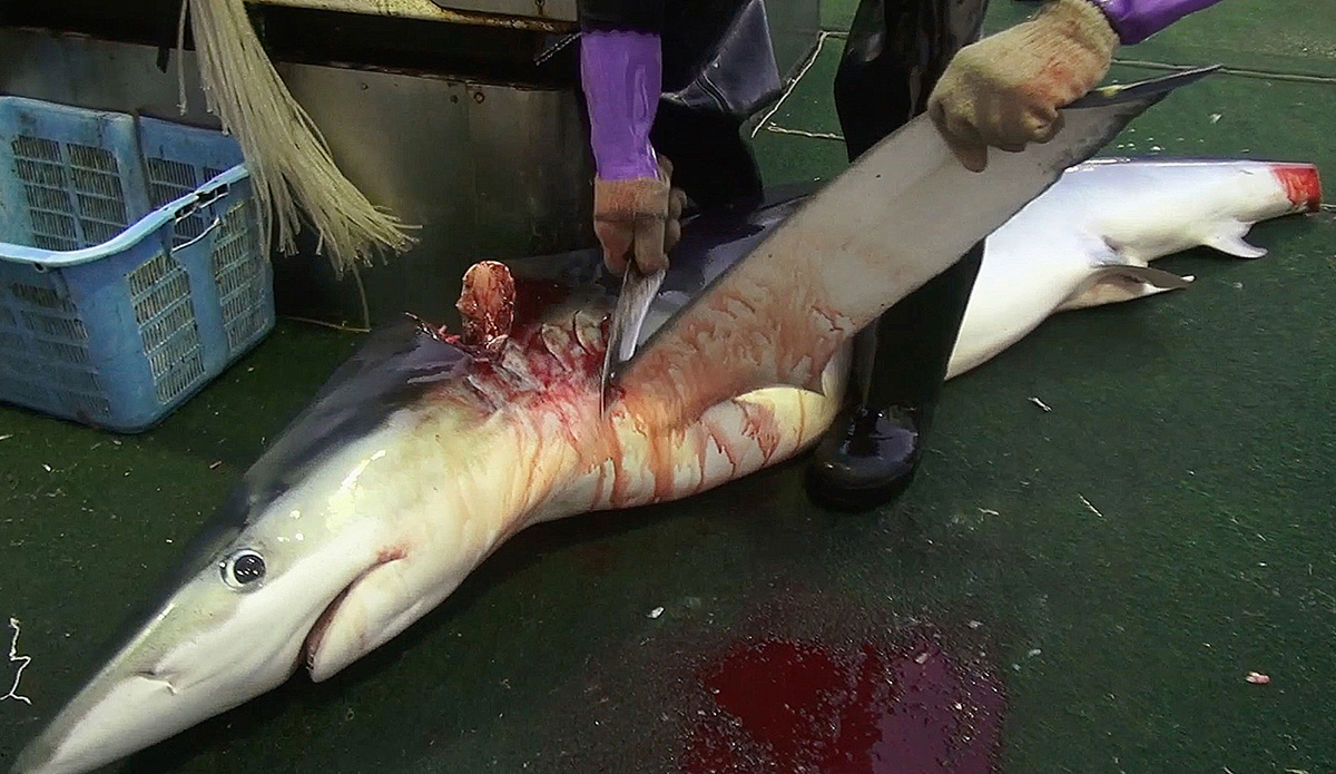 oceanrebellion's tweet photo. Unbelievably, @MSCecolabel refuses to adopt best practice #shark protection measures. MSC’s proposals to prevent shark finning are filled with weaknesses &amp; loopholes. MSC’s so-called Zero Tolerance shark fin policy is disingenuous.
#FinFreeMSC
#MSCSharkKillers
#AsTheSeasDieWeDie https://t.co/jRS2fpKRx3