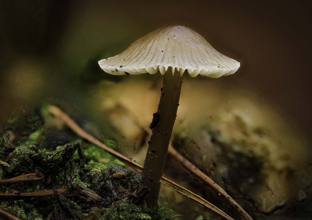Toadstools and mushrooms come in dazzling shapes, colours and sizes, and trees and many other species rely on fungi to support life. At this time of year, you can spot many types across #GreensandCountry 🍄 – learn more about the different varieties: bit.ly/3nxA2W8