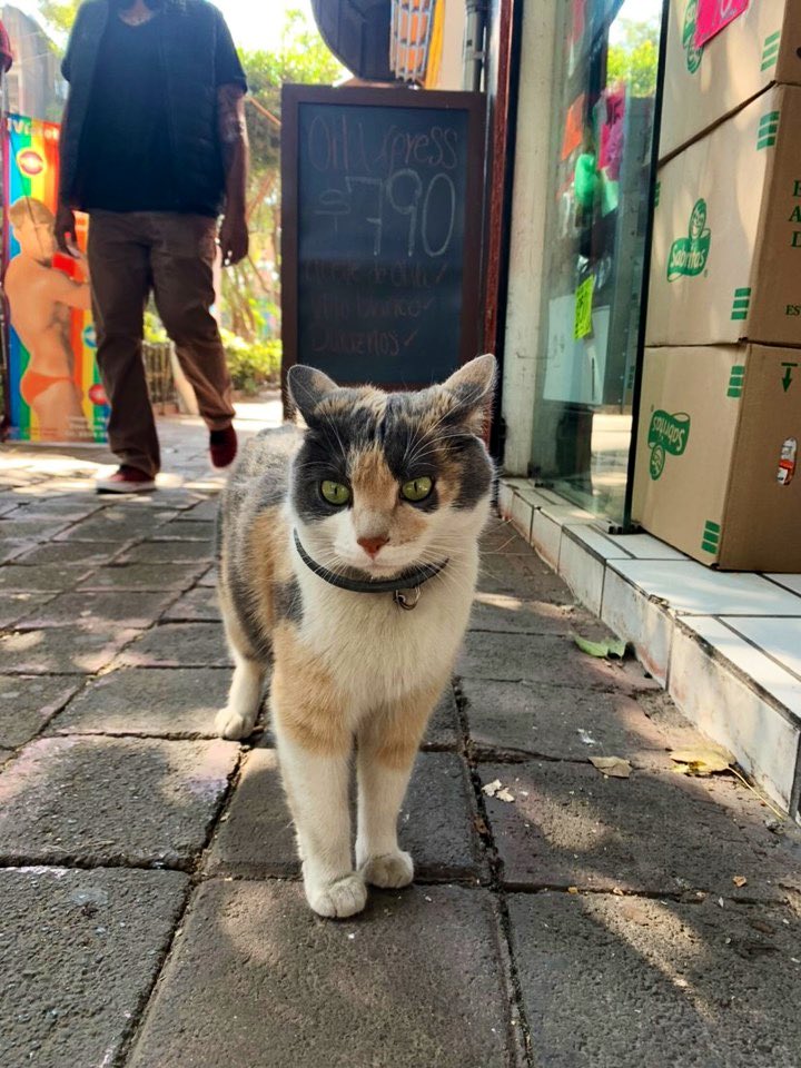 Bodegacats_'s tweet photo. https://t.co/hglKPGf2TA