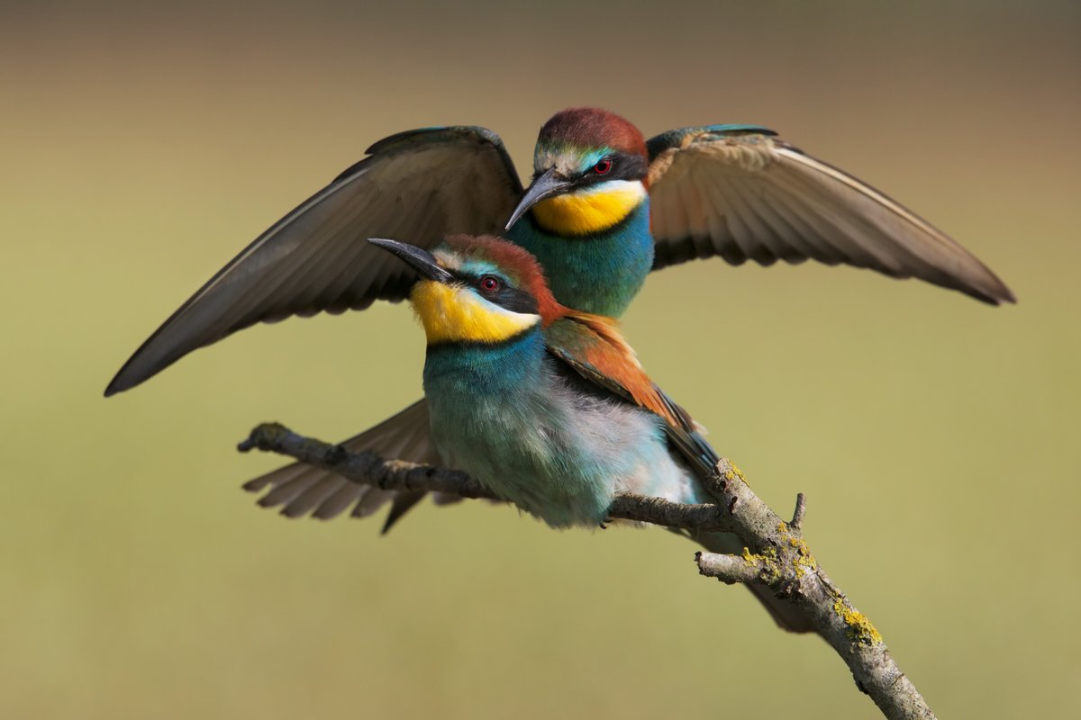 100ASAOfficial's tweet photo. Before mating - By Maurizio Lanini
Published on the Elite Gallery @ https://t.co/jteuZDDrYF
#Gruccione #Accoppiamento #Colri #Uccelli #Meropidae
Let's spread beauty, Please RT #100ASAOfficial https://t.co/CobKBL9Yeu