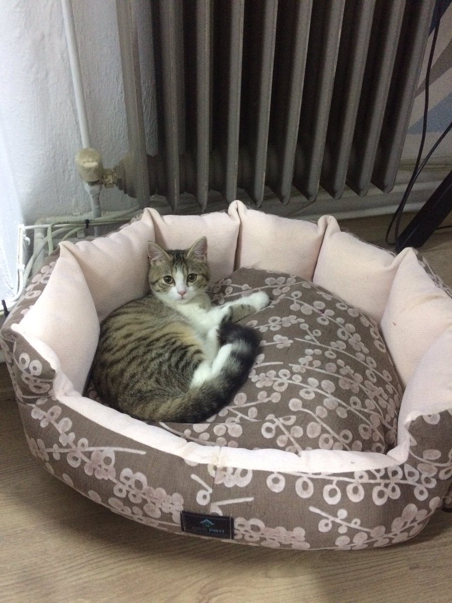 Artik homeless bir kediyim😿