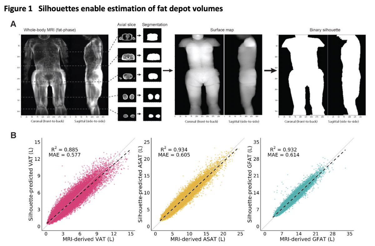 amitvkhera's tweet photo. New from @MarcusKlarqvist + @saaket_agrawal!

Beyond overall adiposity, DISTRIBUTION of fat is a key driver of cardiometabolic health

Most prior studies used medical imaging (DEXA, MRI, CT) to quantify

Can we accurately estimate distribution with just a person’s silhouette? https://t.co/OhMH0B3EA4