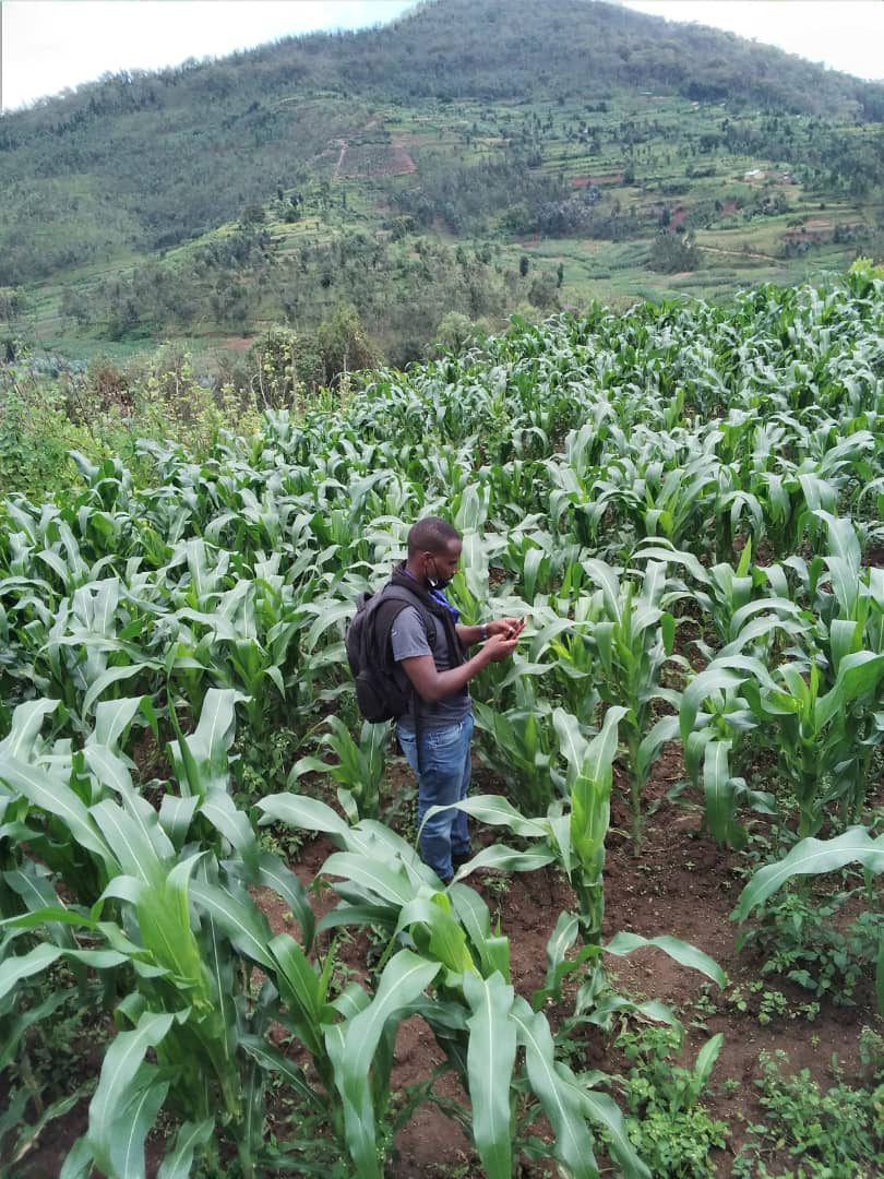 Vanguard_Econ's tweet photo. Last week our team was on the field collecting data through crop imagery  by predictable satellite models to determine the crop types in the Western province.

#Rwanda https://t.co/9XYWApoX8u