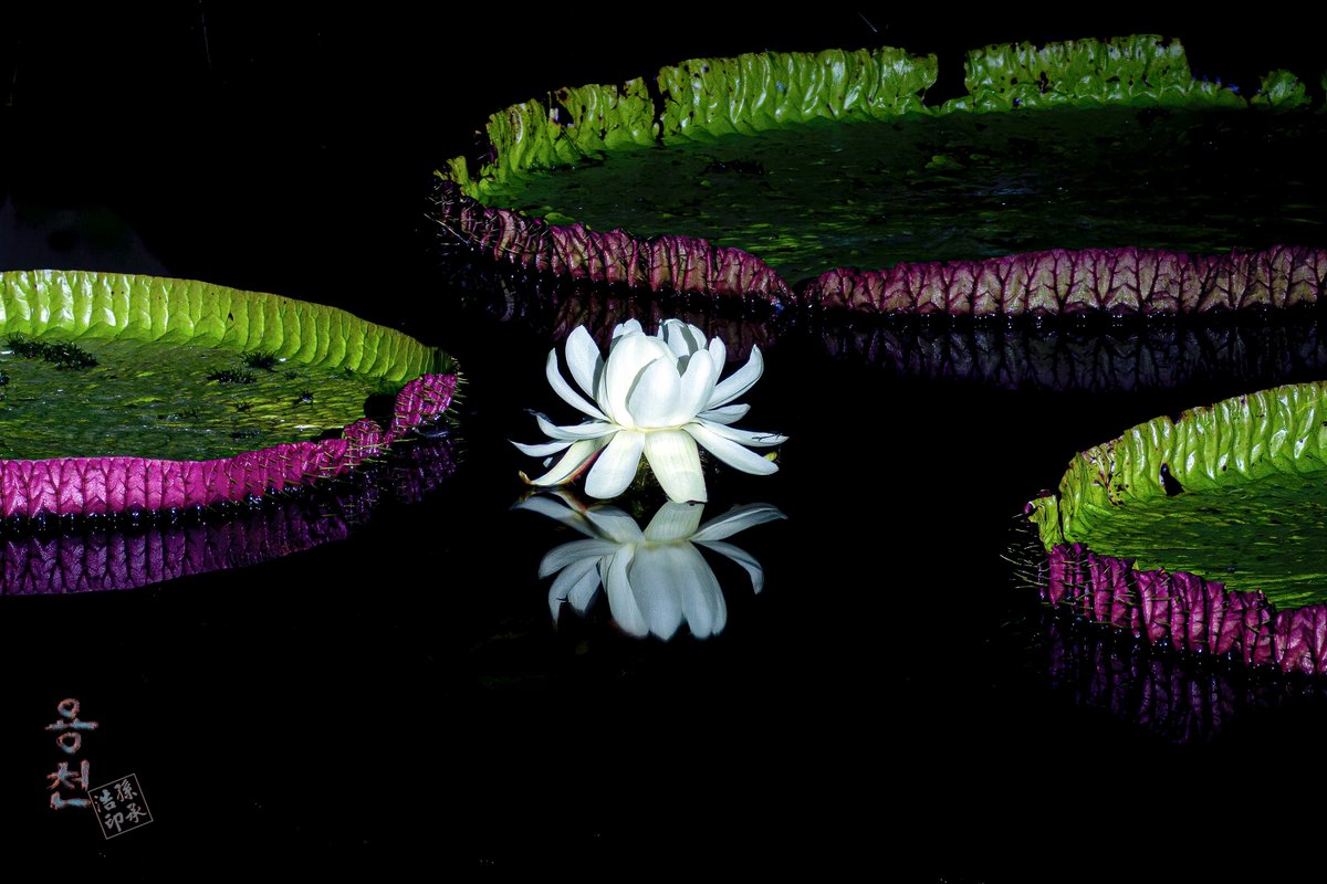 #NFT 작가 "용천" 에디션 컬렉션 #에어드랍 3차
2022년 행운이 가득하시길 바라며 <<100% 지급>>
신비의꽃 밤의여왕 빅토리아연꽃 (꽃말 "행운")

응모기간 : ~1.23(일) 까지
#트위터 : 팔로우 / 리트윗,하트, 응원의댓글
#오픈카톡 : 입장 후 인삿말,트위터 ID,카이카스주소 
open.kakao.com/o/gTGqkBSd