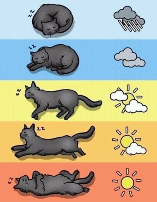 Tiofelino's tweet photo. Los gatos y el clima 🐱 https://t.co/zXQEFZi0tW