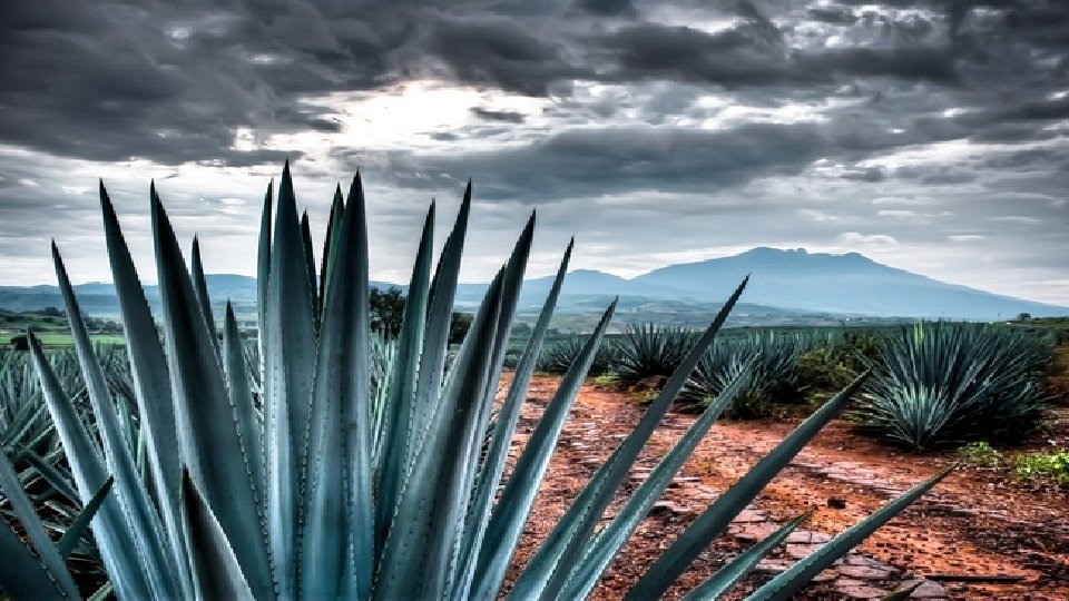 EmbaMexRum's tweet photo. #SitiosUNESCO El paisaje conformado por agaves azules y antiguas instalaciones industriales en la zona de #Tequila, Jalisco, mantiene una tradición de siglos produciendo bebidas fermentadas, dando lugar a uno de los elementos de la identidad mexicana: el tequila 🇲🇽 https://t.co/j70gP0KTwe