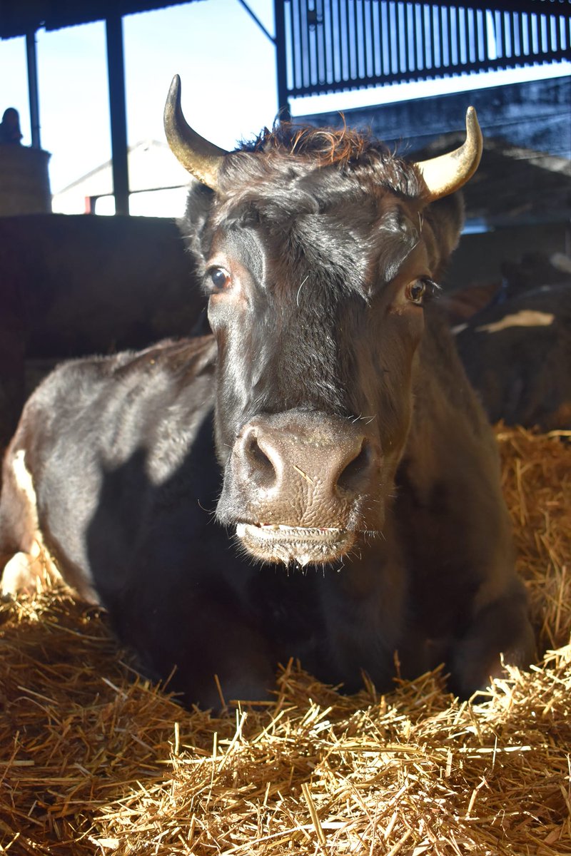 ahimsamilk's tweet photo. This is Cocoa. She will be a mum for her first time soon.
#cow #cows #cowsoftwitter #cowsmakemehappy #cowlover #cowlovers #cowsarecool #lovecows #cowsarecute #cowsgomoo #cowsarefriends https://t.co/aPRAG5koJd