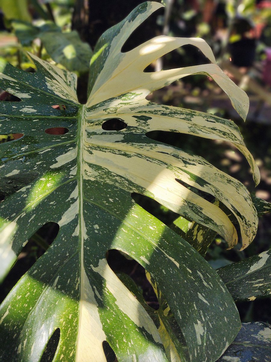 #happymonsteramonday

Monstera thai constelation, una de las monsteras creadas en laboratorio la única monstera que conserva su variegado a diferencia de las que generan variegación de forma natural, ese variegado es inestable. 

#thaiconstelation #MondayMotivation #arquitectura